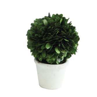 BOXWOOD TOPIARY - BALL